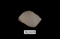 藏品(紫口珊瑚螺)的圖片